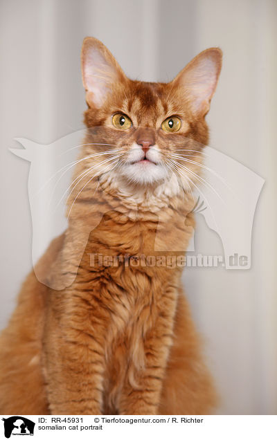 somalian cat portrait / RR-45931