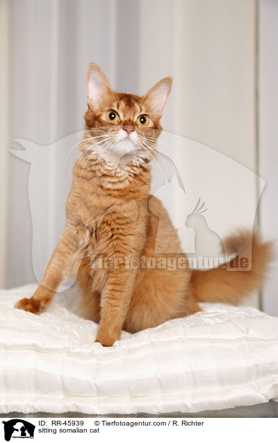 sitting somalian cat / RR-45939