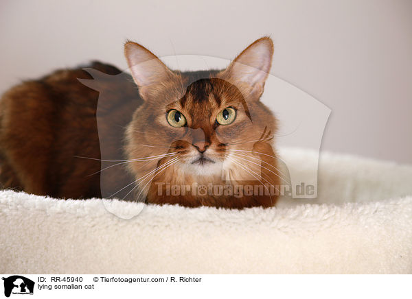 lying somalian cat / RR-45940