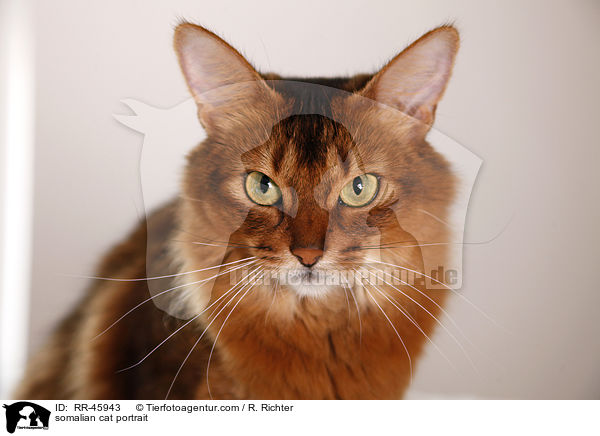 Somali Portrait / somalian cat portrait / RR-45943