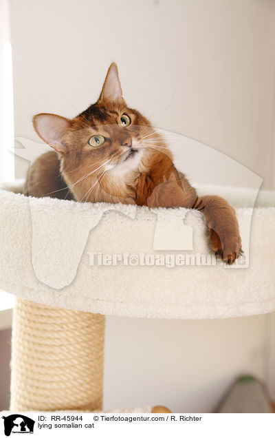 liegende Somali / lying somalian cat / RR-45944