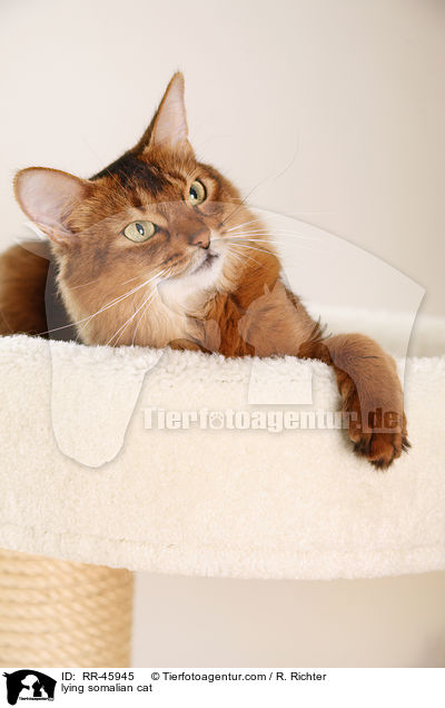 liegende Somali / lying somalian cat / RR-45945