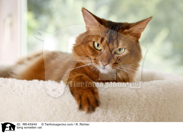 lying somalian cat / RR-45949