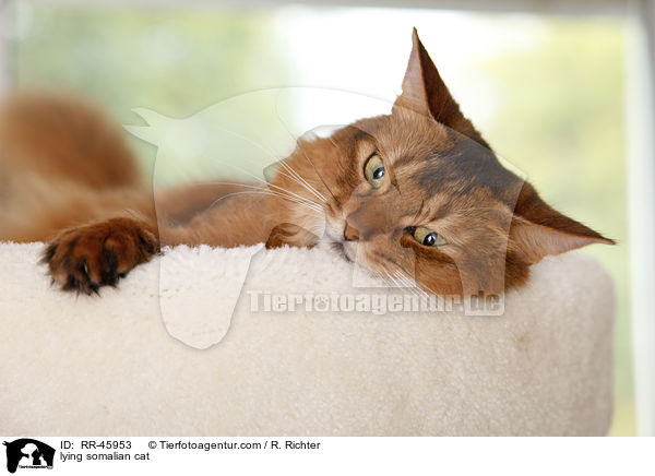 lying somalian cat / RR-45953