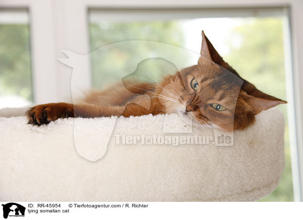lying somalian cat / RR-45954
