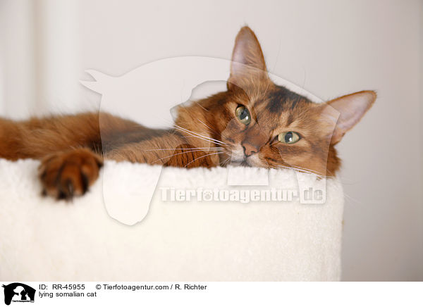 lying somalian cat / RR-45955