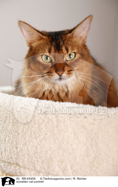 somalian cat portrait / RR-45956