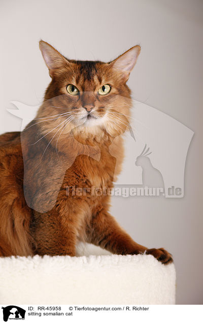 sitting somalian cat / RR-45958
