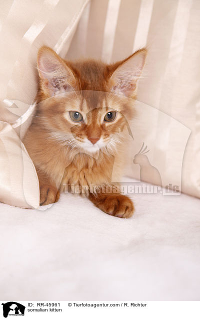 somalian kitten / RR-45961