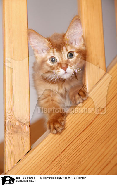 somalian kitten / RR-45965