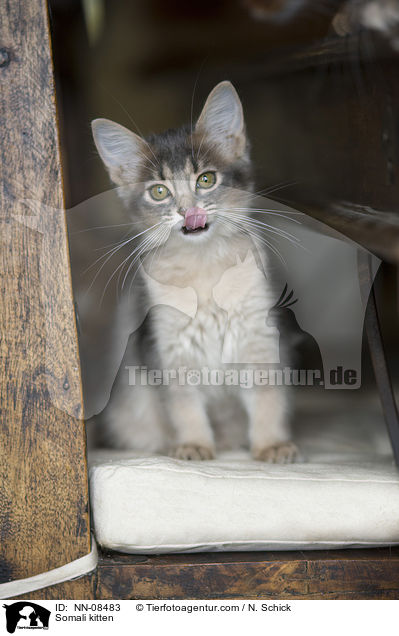 Somali Ktzchen / Somali kitten / NN-08483
