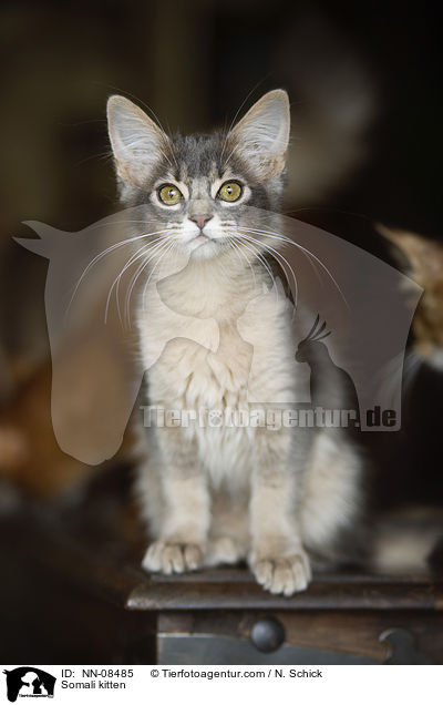 Somali Ktzchen / Somali kitten / NN-08485