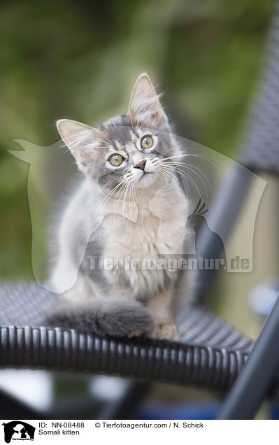 Somali kitten / NN-08488