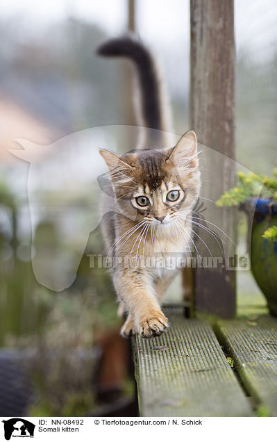Somali Ktzchen / Somali kitten / NN-08492