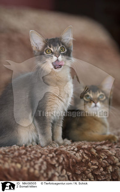 2 Somali Ktzchen / 2 Somali kitten / NN-08505