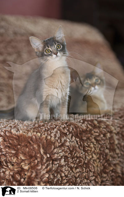 2 Somali Ktzchen / 2 Somali kitten / NN-08506