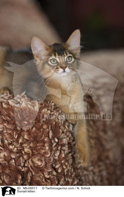 Somali kitten / NN-08511