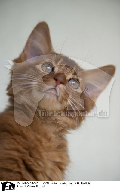 Somali Kitten Portrait / HBO-04047