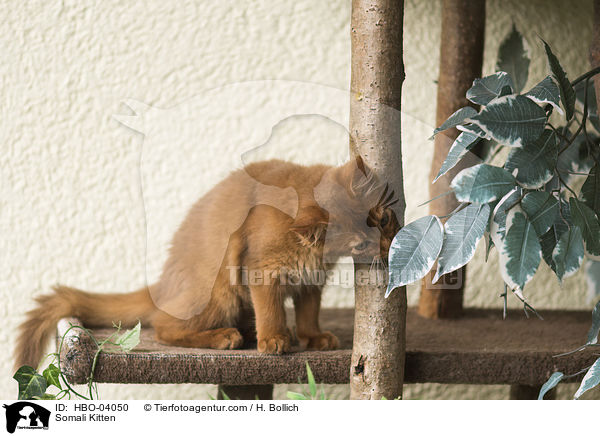 Somali K�tzchen / Somali Kitten / HBO-04050
