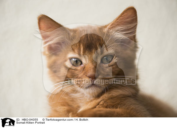 Somali Ktzchen Portrait / Somali Kitten Portrait / HBO-04055