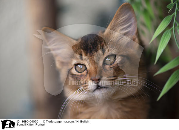 Somali Kitten Portrait / HBO-04056