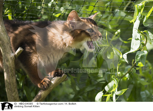kletterndes Somali Ktzchen / climbing Somali Kitten / HBO-04085
