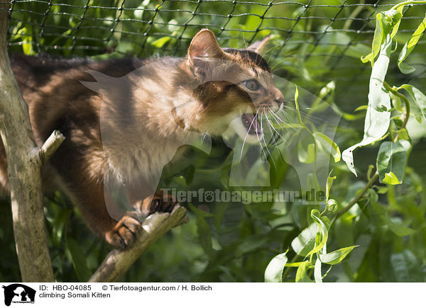 climbing Somali Kitten / HBO-04085