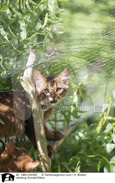 kletterndes Somali Ktzchen / climbing Somali Kitten / HBO-04090