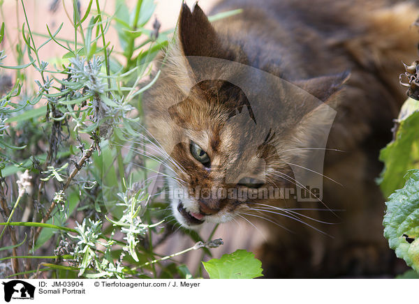 Somali Portrait / Somali Portrait / JM-03904