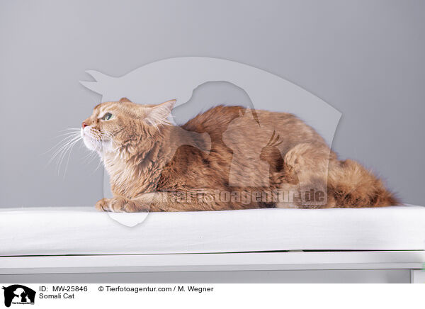 Somali Katze / Somali Cat / MW-25846