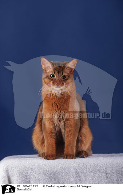 Somali Katze / Somali Cat / MW-26122