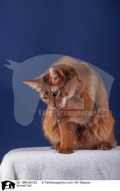 Somali Katze / Somali Cat / MW-26123