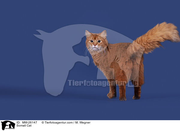 Somali Katze / Somali Cat / MW-26147