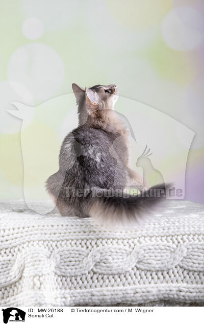 Somali Katze / Somali Cat / MW-26188