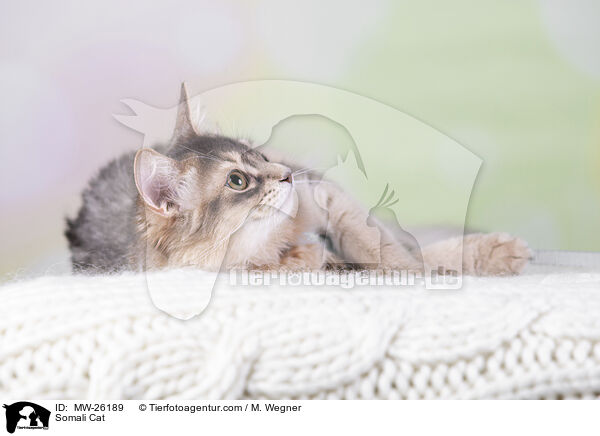Somali Katze / Somali Cat / MW-26189