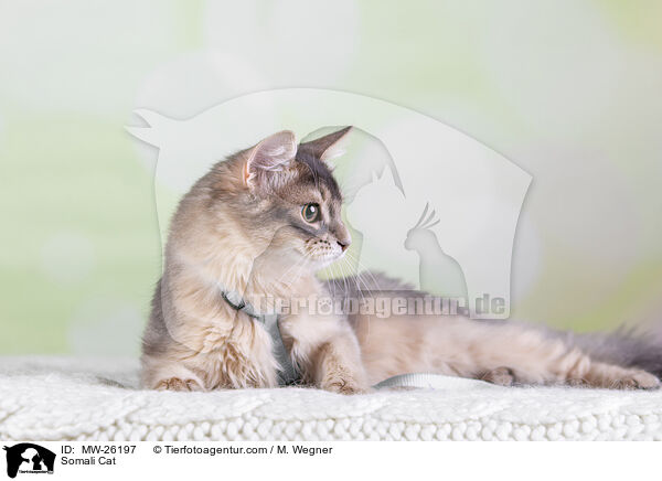 Somali Katze / Somali Cat / MW-26197