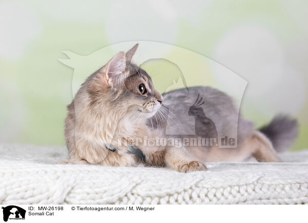 Somali Katze / Somali Cat / MW-26198