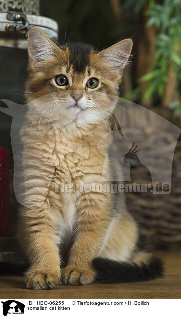 somalian cat kitten / HBO-06255