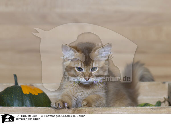 somalian cat kitten / HBO-06259