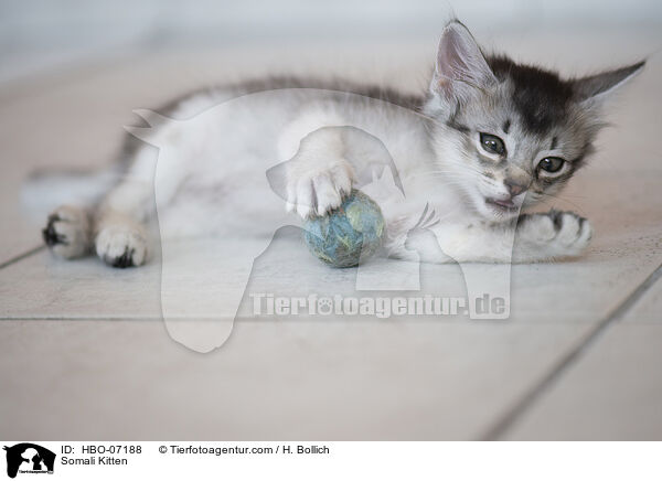 Somali Ktzchen / Somali Kitten / HBO-07188