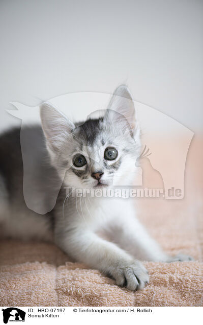 Somali Ktzchen / Somali Kitten / HBO-07197