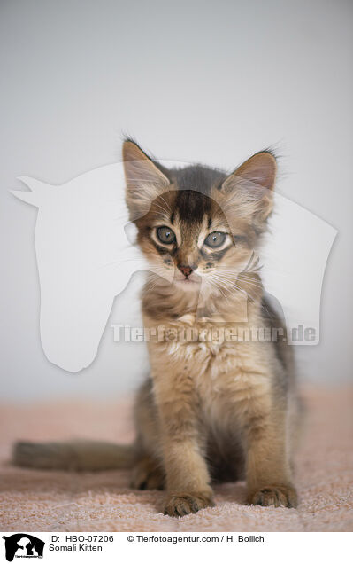 Somali Ktzchen / Somali Kitten / HBO-07206