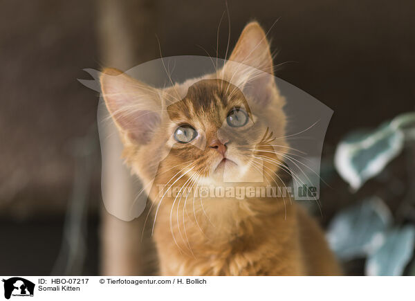 Somali Ktzchen / Somali Kitten / HBO-07217