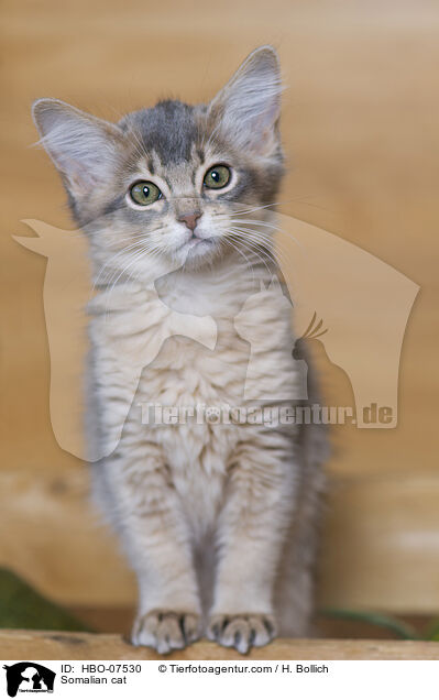 Somali Katze / Somalian cat / HBO-07530