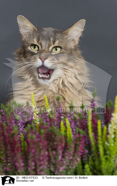 Somali Katze / Somalian cat / HBO-07533