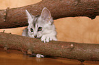 Somali Kitten