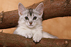 Somali Kitten