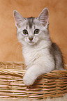 Somali Kitten