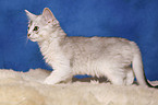 Somali Kitten