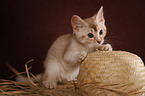 Somali Kitten